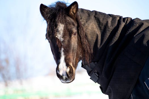 Jak Vybrat Ideální Deku pro Koně Plemene Paint Horse?