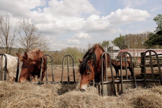 Ideální prostředí pro koně Württemberg: Stáje a pastviny