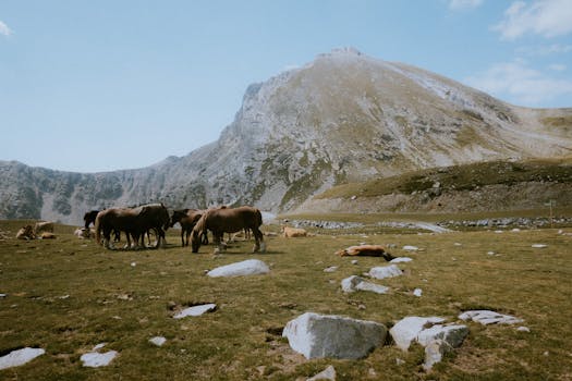 Jak koně Rocky Mountain Horse formovali Appalače: Přehled historie