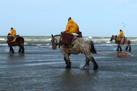 Belgický těžký kůň: Ideální pro začátečníky v jezdectví?