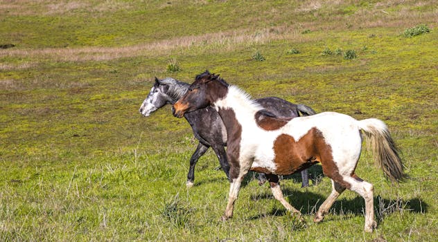 Trakehner: Příběh Pruského Plemene Revolucionalizujícího Jezdectví