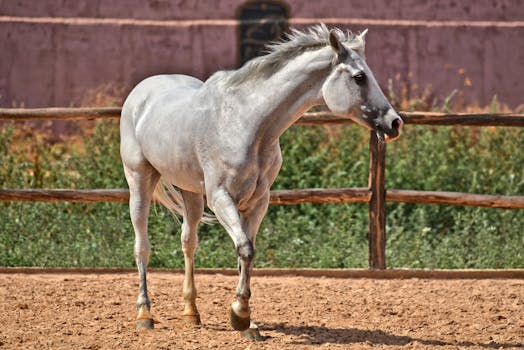 Kompletní Průvodce Péčí o Koně Plemene Andalusian