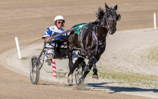 Standardbred: Stěžejní role v americké jezdecké tradici