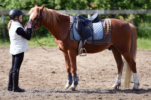 Dutch Warmblood: Hlavní hvězda holandského jezdeckého sportu