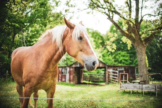 Kompletní průvodce péčí o koně Belgian Draft: Zdraví a kondice