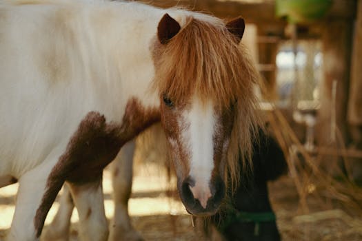 Shetland Pony: Revoluce v dětském a terapeutickém jezdectví