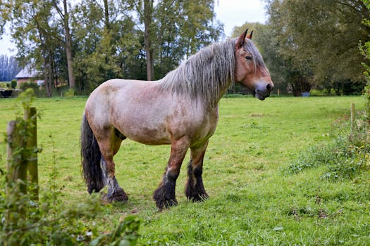 Jak Belgian Draft Formoval Zemědělství v Evropě: Klíčový Přehled