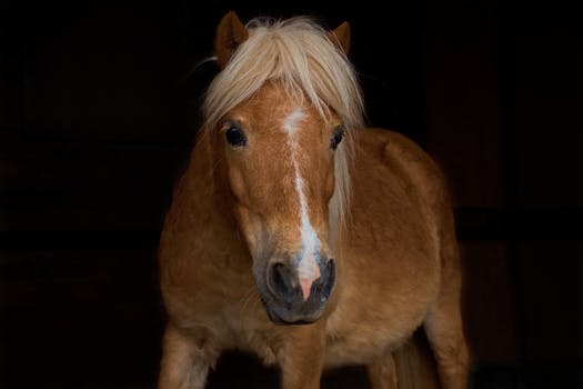 Shetland Pony: Jak Srst Odhaluje Zdraví a Odolnost Plemene