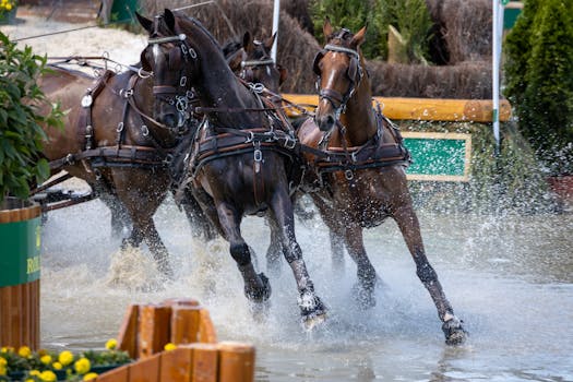 Akhal-Teke: Hvězda moderního jezdectví a vytrvalostních závodů
