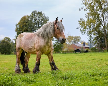 Výživa Shire koní: Přínosy a rizika pro obří plemeno