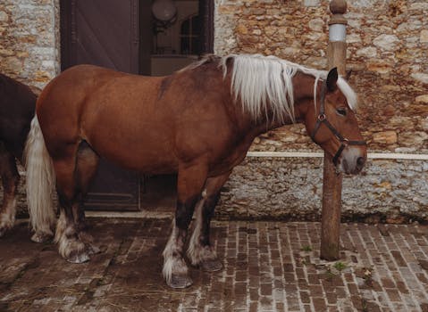 Percheron: Klíčový tahoun ve francouzském zemědělství a historii
