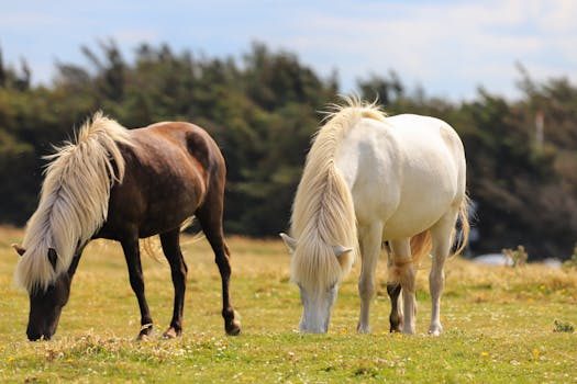 Odolnost Islandského Kůně: Jak Zajistit Jeho Správnou Výživu?
