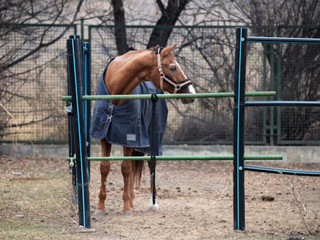 Australian Stock Horse: Péče a Zdraví Těchto Odolných Koní