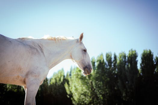 Poznejte Lusitano: Ikonický Kůň Portugalské Jezdecké Kultury