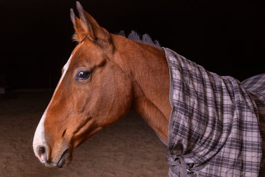 Australian Stock Horse: Hrdina Australské Jezdecké Kultury