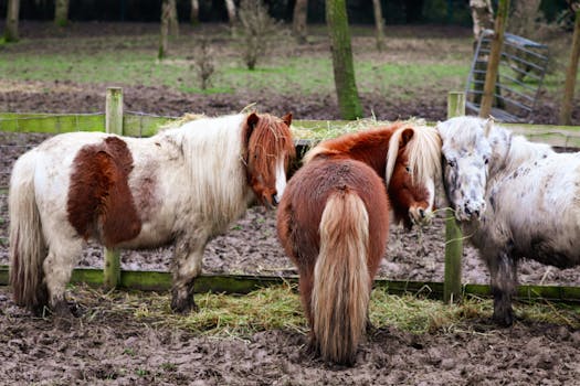 Miniature Horse: Malý velikán s obrovským účinkem v terapii a sportu