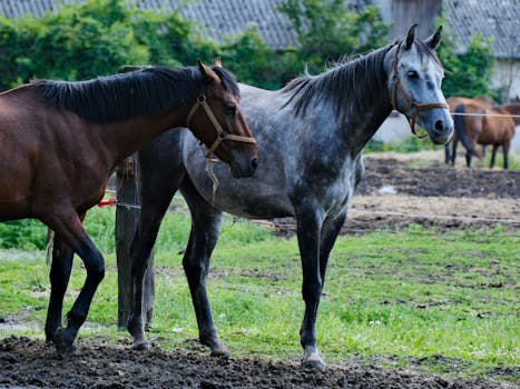 Lipický kůň vs. Trakehner: Které plemeno je pro vás?