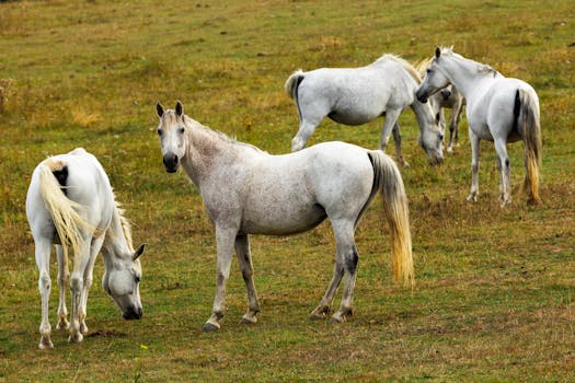 Aktuální Trendy a Ceny Tovero Paint Horse v ČR pro Rok 2024