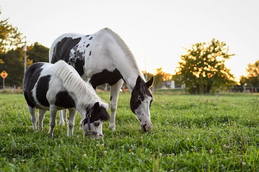 Paint Horse: Rozdíly mezi Tovero a Tobiano vzorem