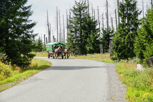 Poznejte Black Forest Horse: Německý skvost mezi koni