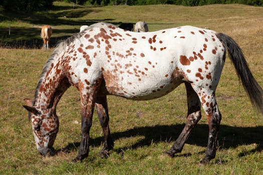 Vše o Appaloosa koních v Česku: Ceny, kde koupit a užitečné tipy